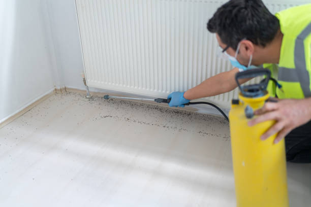 Wasp Removal Services in Elmira, NY